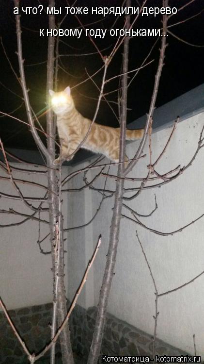 а что? мы тоже нарядили дерево к новому году огоньками...... Котоматрица: а что? мы тоже нарядили дерево к новому году огоньками...
