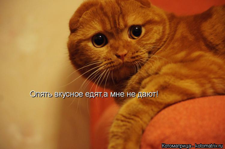 Опять вкусное едят,а мне не дают!... Котоматрица: Опять вкусное едят,а мне не дают!