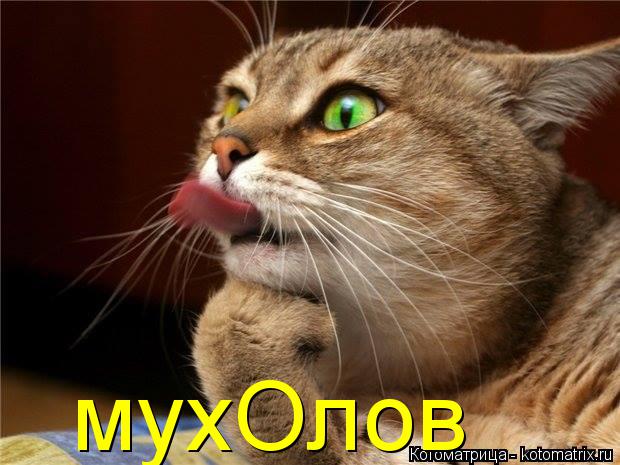 мухОлов... Котоматрица: мухОлов