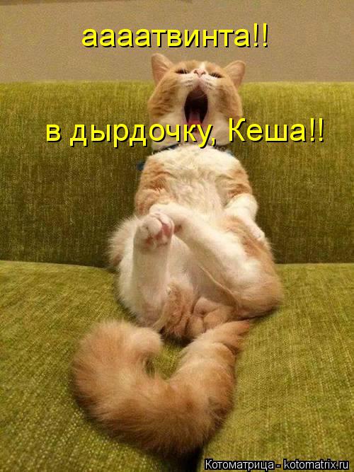 аааатвинта!! в дырдочку, Кеша!!... Котоматрица: аааатвинта!! в дырдочку, Кеша!!