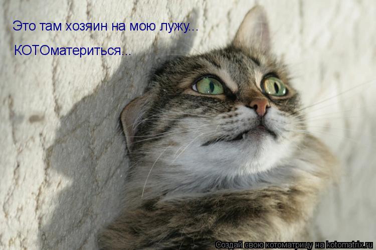 Это там хозяин на мою лужу... КОТОматериться...... Котоматрица: Это там хозяин на мою лужу... КОТОматериться...