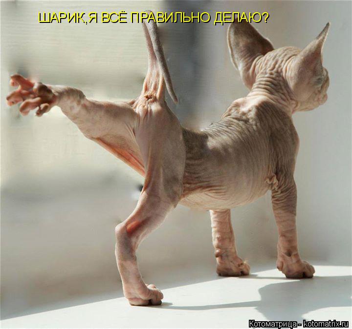 ШАРИК,Я ВСЁ ПРАВИЛЬНО ДЕЛАЮ?... Котоматрица: ШАРИК,Я ВСЁ ПРАВИЛЬНО ДЕЛАЮ?