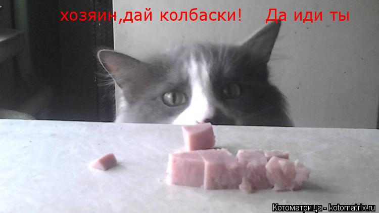хозяин,дай колбаски! хозяин,дай колбаски! Да иди ты... Котоматрица: хозяин,дай колбаски! хозяин,дай колбаски! Да иди ты
