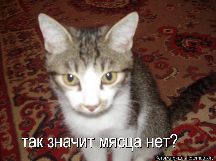 так значит мясца нет?... Котоматрица: так значит мясца нет?