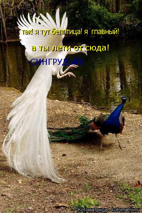 так! я тут белптица! так! я тут белптица! я главный! а ты лети от сюда! СИНГРУДЫЙ!... Котоматрица: так! я тут белптица! так! я тут белптица! я главный! а ты лети от сюда! СИНГРУДЫЙ!