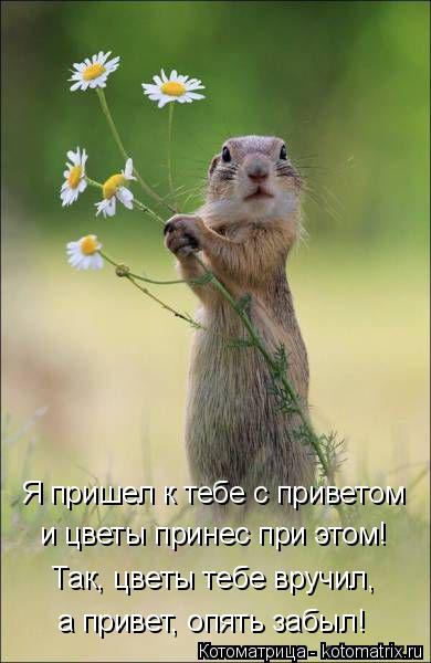 Я пришел к тебе с приветом и цветы принес при этом! Так, цветы тебе вручил, а привет, опять забыл!... Котоматрица: Я пришел к тебе с приветом и цветы принес при этом! Так, цветы тебе вручил, а привет, опять забыл!
