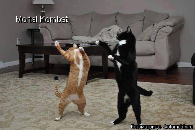Mortal Kombat Mortal Kombat... Котоматрица: Mortal Kombat Mortal Kombat