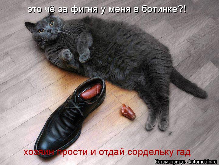 это чё за фигня у меня в ботинке?! хозяин прости и отдай сордельку гад... Котоматрица: это чё за фигня у меня в ботинке?! хозяин прости и отдай сордельку гад