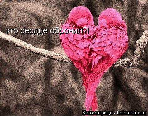 кто сердце обронил?!... Котоматрица: кто сердце обронил?!