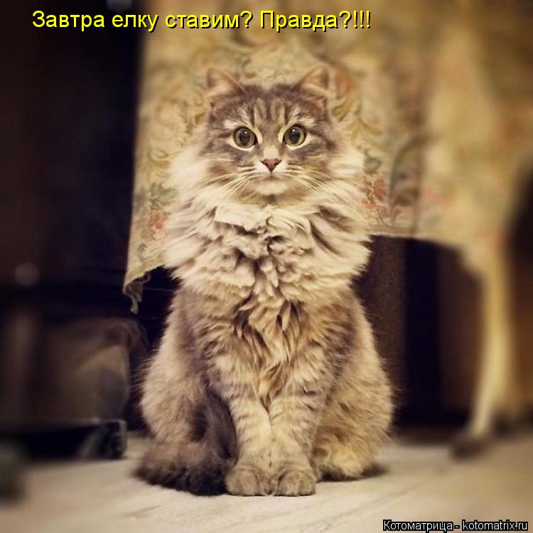 Завтра елку ставим? Правда?!!!... Котоматрица: Завтра елку ставим? Правда?!!!