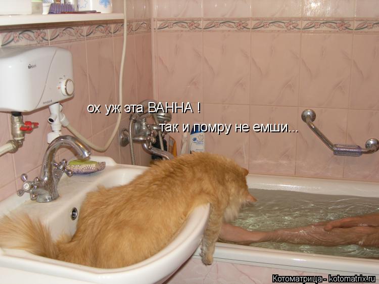 Котоматрица: ох уж эта ВАННА ! так и помру не емши...