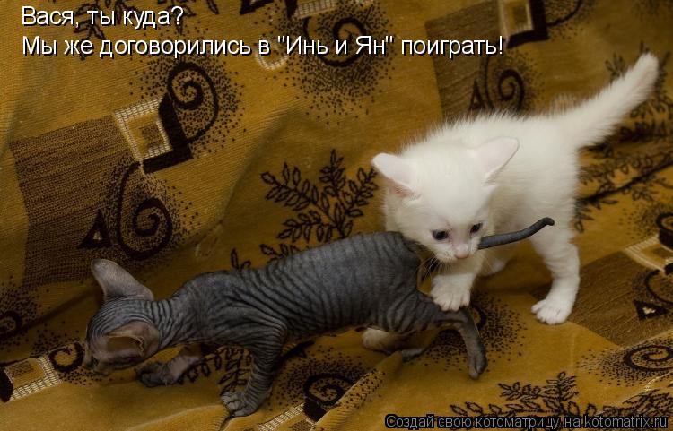 Вася, ты куда? Мы же договорились в "Инь и Ян" поиграть!... Котоматрица: Вася, ты куда? Мы же договорились в "Инь и Ян" поиграть!
