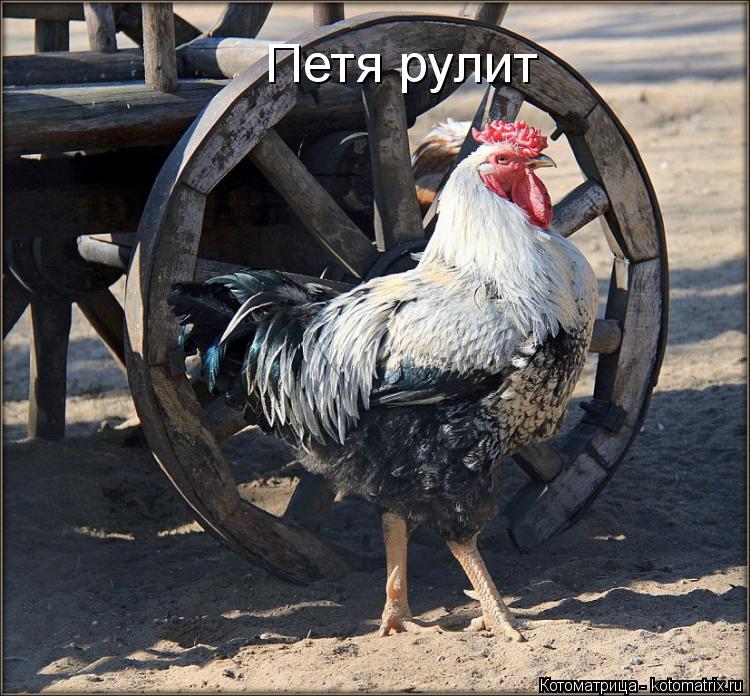 Петя рулит... Котоматрица: Петя рулит