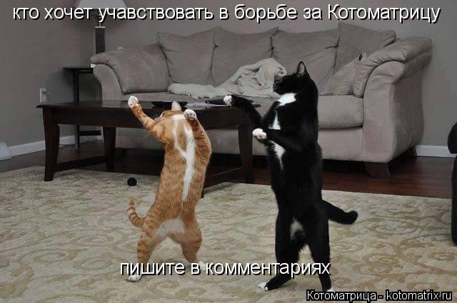 кто хочет учавствовать в борьбе за Котоматрицу пишите в комментариях... Котоматрица: кто хочет учавствовать в борьбе за Котоматрицу пишите в комментариях