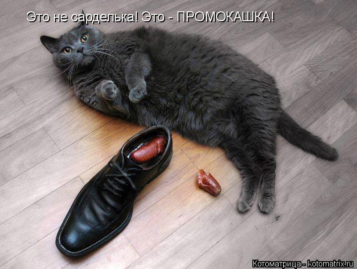 Это не сарделька! Это - ПРОМОКАШКА!... Котоматрица: Это не сарделька! Это - ПРОМОКАШКА!