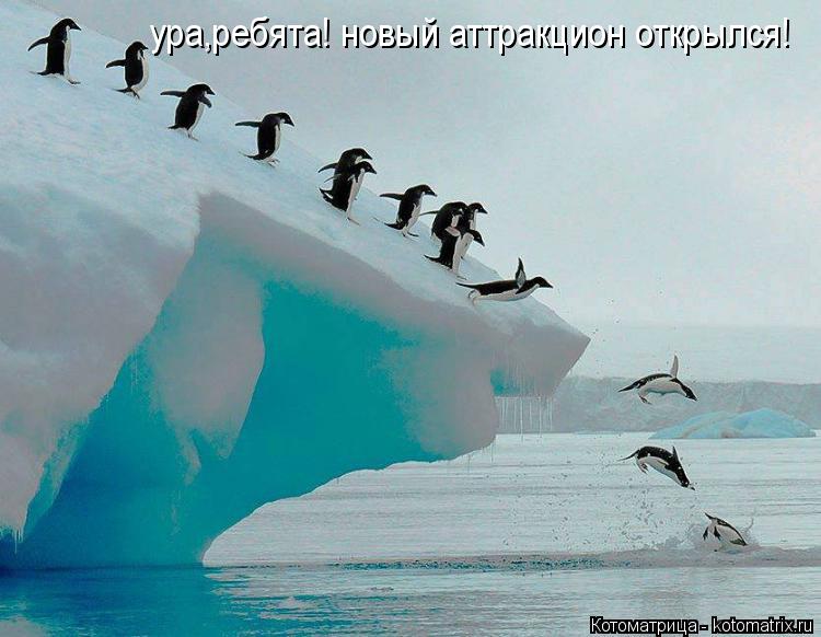 ура,ребята! новый аттракцион открылся!... Котоматрица: ура,ребята! новый аттракцион открылся!