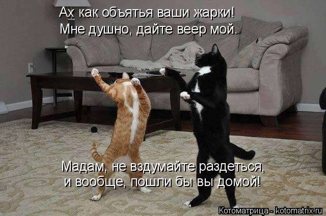 Ах как объятья ваши жарки! Мне душно, дайте веер мой. Мадам, не вздумайте раздеться, и вообще, пошли ... Котоматрица: Ах как объятья ваши жарки! Мне душно, дайте веер мой. Мадам, не вздумайте раздеться, и вообще, пошли бы вы домой!
