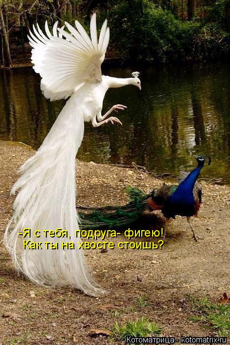 -Я с тебя, подруга- фигею! Как ты на хвосте стоишь?... Котоматрица: -Я с тебя, подруга- фигею! Как ты на хвосте стоишь?