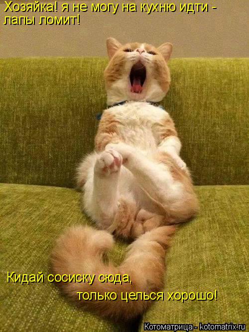 Хозяйка! я не могу на кухню идти - лапы ломит! Кидай сосиску сюда, только целься хорошо!... Котоматрица: Хозяйка! я не могу на кухню идти - лапы ломит! Кидай сосиску сюда, только целься хорошо!