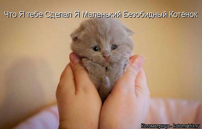 Что Я тебе Сделал Я Маленький Безобидный Котёнок... Котоматрица: Что Я тебе Сделал Я Маленький Безобидный Котёнок