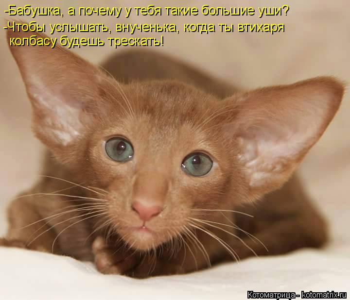 -Бабушка, а почему у тебя такие большие уши? -Чтобы услышать, внученька, когда ты втихаря колбасу буд... Котоматрица: -Бабушка, а почему у тебя такие большие уши? -Чтобы услышать, внученька, когда ты втихаря колбасу будешь трескать!