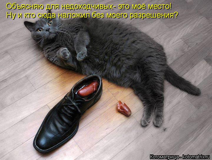 Объясняю для недоходчивых- это моё место! Ну и кто сюда наложил без моего разрешения?... Котоматрица: Объясняю для недоходчивых- это моё место! Ну и кто сюда наложил без моего разрешения?