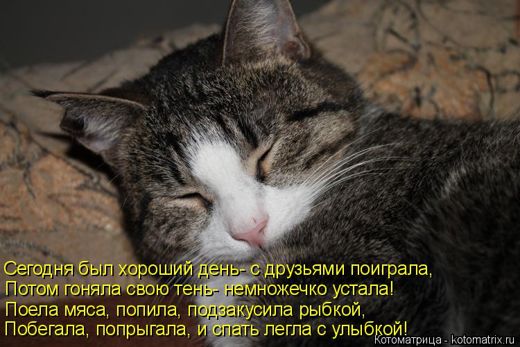 Сегодня был хороший день- с друзьями поиграла, Потом гоняла свою тень- немножечко устала! Поела мяса,... Котоматрица: Сегодня был хороший день- с друзьями поиграла, Потом гоняла свою тень- немножечко устала! Поела мяса, попила, подзакусила рыбкой, Побегала, п