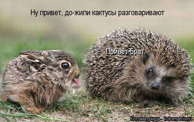 Привет брат Ну привет, до-жили кактусы разговаривают... Котоматрица: Привет брат Ну привет, до-жили кактусы разговаривают