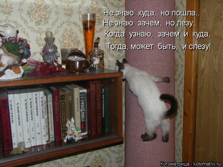 Не знаю куда, но пошла.. Не знаю куда, но пошла.. Не знаю зачем, но лезу.. Когда узнаю, заче... Котоматрица: Не знаю куда, но пошла.. Не знаю куда, но пошла.. Не знаю зачем, но лезу.. Когда узнаю, зачем и куда, Тогда, может быть, и слезу!