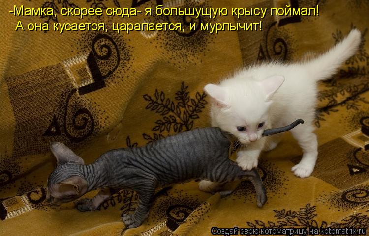 -Мамка, скорее сюда- я большущую крысу поймал! А она кусается, царапается, и мурлычит!... Котоматрица: -Мамка, скорее сюда- я большущую крысу поймал! А она кусается, царапается, и мурлычит!