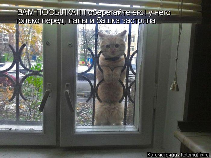 ВАМ ПОСЫЛКА!!!! оберегайте его! у него ВАМ ПОСЫЛКА!!!! оберегайте его! у него только перед. лапы и ... Котоматрица: ВАМ ПОСЫЛКА!!!! оберегайте его! у него ВАМ ПОСЫЛКА!!!! оберегайте его! у него только перед. лапы и башка застряла