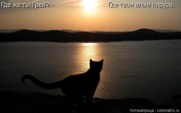 Где же ты,Грей? Где твои алые паруса...... Котоматрица: Где же ты,Грей? Где твои алые паруса...