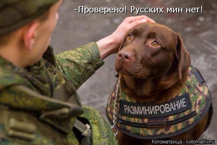 -Проверено! Русских мин нет!... Котоматрица: -Проверено! Русских мин нет!