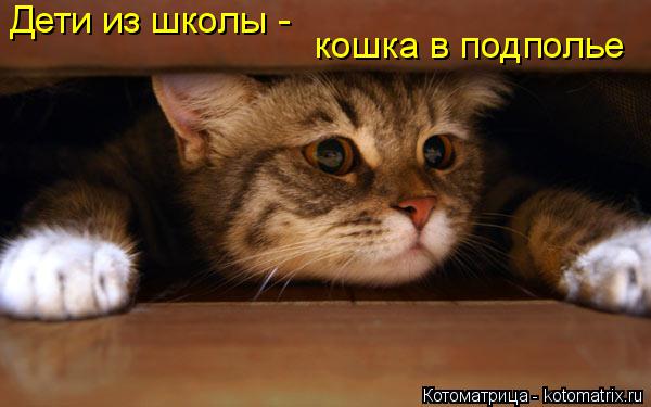 Дети из школы - кошка в подполье... Котоматрица: Дети из школы - кошка в подполье