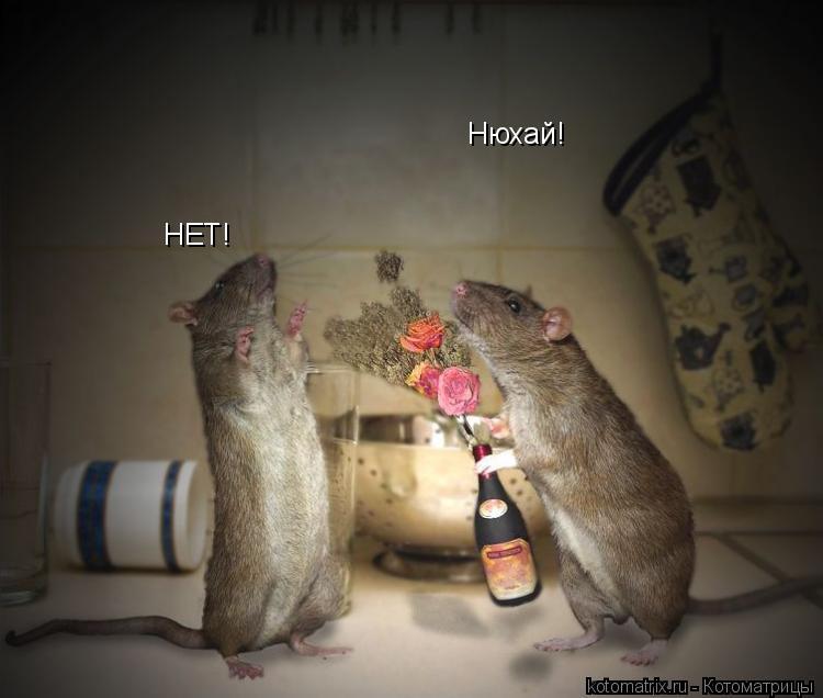 Нюхай! НЕТ!... Котоматрица: Нюхай! НЕТ!