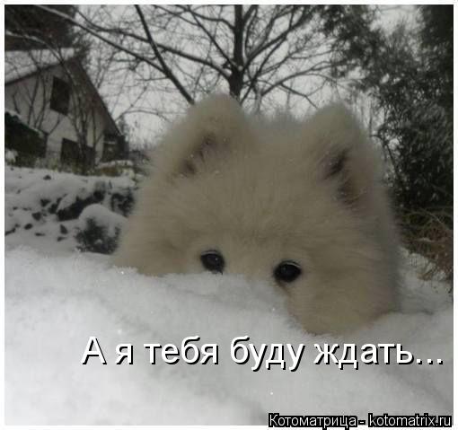 А я тебя буду ждать...... Котоматрица: А я тебя буду ждать...