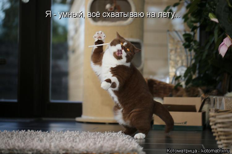 Я - умный, всё схватываю на лету...... Котоматрица: Я - умный, всё схватываю на лету...