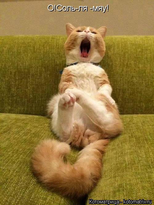 О!Соль-ля -мяу!... Котоматрица: О!Соль-ля -мяу!