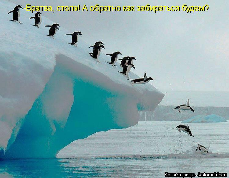 -Братва, стопэ! А обратно как забираться будем?... Котоматрица: -Братва, стопэ! А обратно как забираться будем?