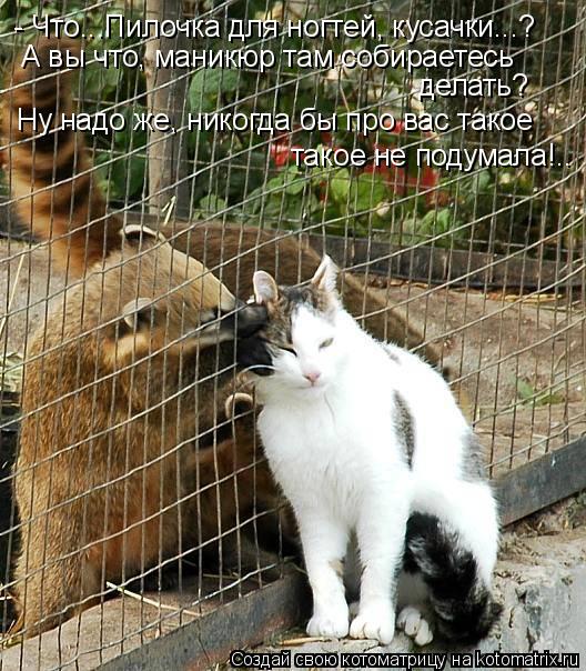 - Что...Пилочка для ногтей, кусачки...? А вы что, маникюр там собираетесь делать? Ну надо же, никог... Котоматрица: - Что...Пилочка для ногтей, кусачки...? А вы что, маникюр там собираетесь делать? Ну надо же, никогда бы про вас такое такое не подумала!..