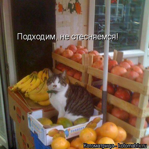 Подходим, не стесняемся!... Котоматрица: Подходим, не стесняемся!