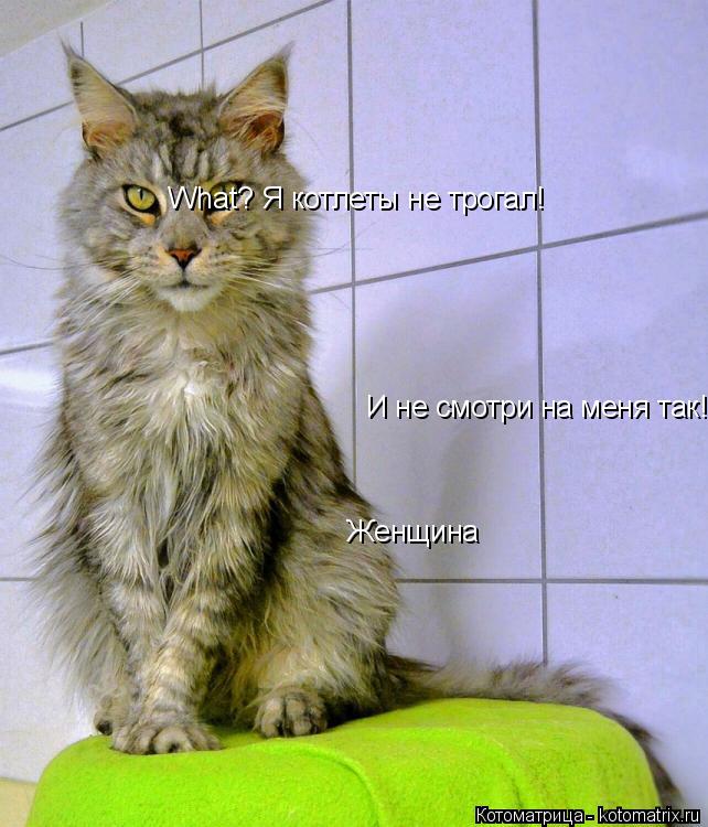 What? Я котлеты не трогал! И не смотри на меня так! Женщина... Котоматрица: What? Я котлеты не трогал! И не смотри на меня так! Женщина