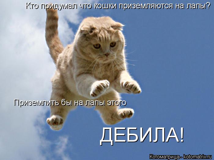 Кто придумал что кошки приземляются на лапы? Приземлить бы на лапы этого ДЕБИЛА!... Котоматрица: Кто придумал что кошки приземляются на лапы? Приземлить бы на лапы этого ДЕБИЛА!
