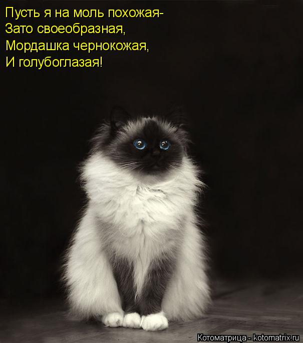 Пусть я на моль похожая- Зато своеобразная, Мордашка чернокожая, И голубоглазая!... Котоматрица: Пусть я на моль похожая- Зато своеобразная, Мордашка чернокожая, И голубоглазая!