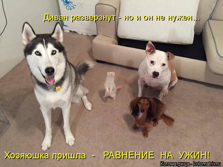 Диван разверзнут - но и он не нужен... Хозяюшка пришла - РАВНЕНИЕ НА УЖИН!... Котоматрица: Диван разверзнут - но и он не нужен... Хозяюшка пришла - РАВНЕНИЕ НА УЖИН!