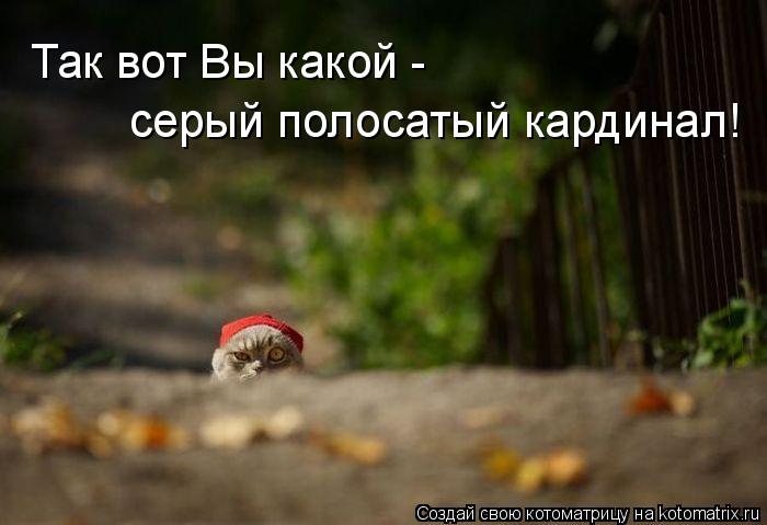 Так вот Вы какой - серый полосатый кардинал!... Котоматрица: Так вот Вы какой - серый полосатый кардинал!