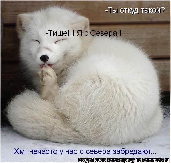 -Ты откуд такой? -Тише!!! Я с Севера!! -Хм, нечасто у нас с севера забредают...... Котоматрица: -Ты откуд такой? -Тише!!! Я с Севера!! -Хм, нечасто у нас с севера забредают...