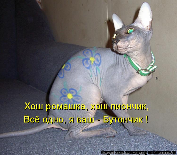 Хош ромашка, хош пиончик, Всё одно, я ваш - Бутончик !... Котоматрица: Хош ромашка, хош пиончик, Всё одно, я ваш - Бутончик !