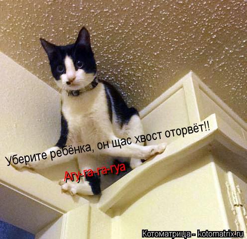 Уберите ребёнка, он щас хвост оторвёт!! Уберите ребёнка, он щас хвост оторвёт!! Агу-га-га-гуа Агу-га-... Котоматрица: Уберите ребёнка, он щас хвост оторвёт!! Уберите ребёнка, он щас хвост оторвёт!! Агу-га-га-гуа Агу-га-га-гуа
