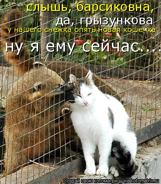 да, грызункова слышь, барсиковна, у нашего снежка опять новая кошечка ну я ему сейчас........ Котоматрица: да, грызункова слышь, барсиковна, у нашего снежка опять новая кошечка ну я ему сейчас.....